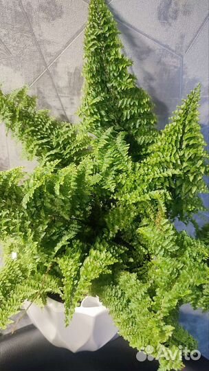 Нефролепис Мариса