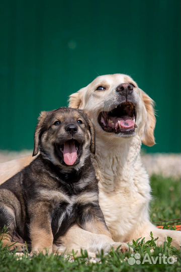 Метис ретривера