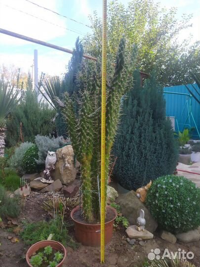 Кактусы и агавы