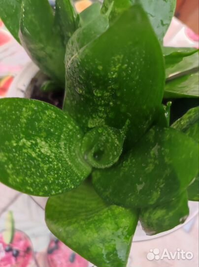 Сансевиерия ханни