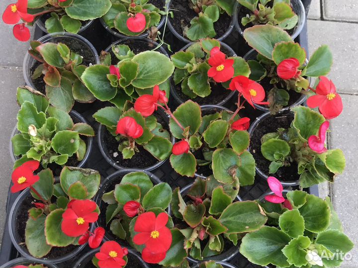 Рассада цветов петуния