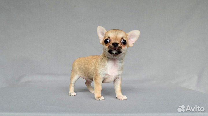 Щенки чихуахуа большой выбор окрасов