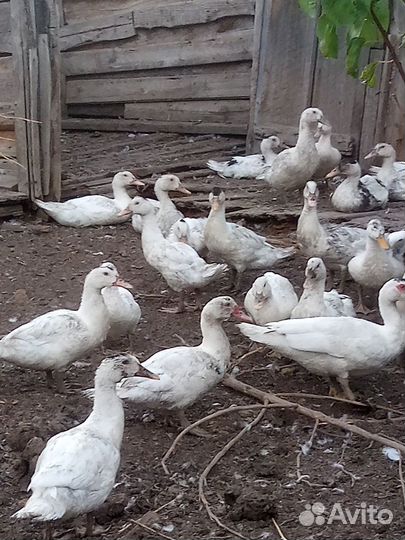 Гуси,Индоутки,Муларды
