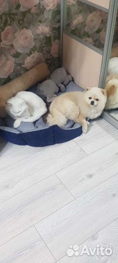 Ищем невесту