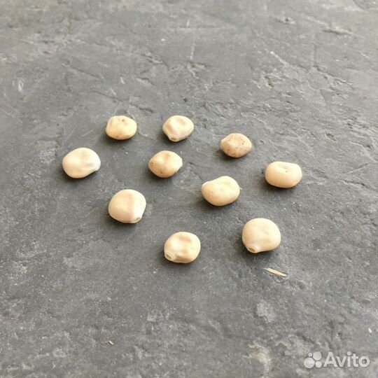 Семена люпин белый