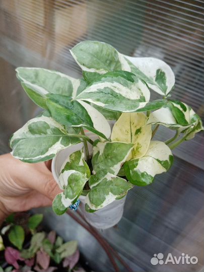 Сингониумы и другие декоративнолиственные