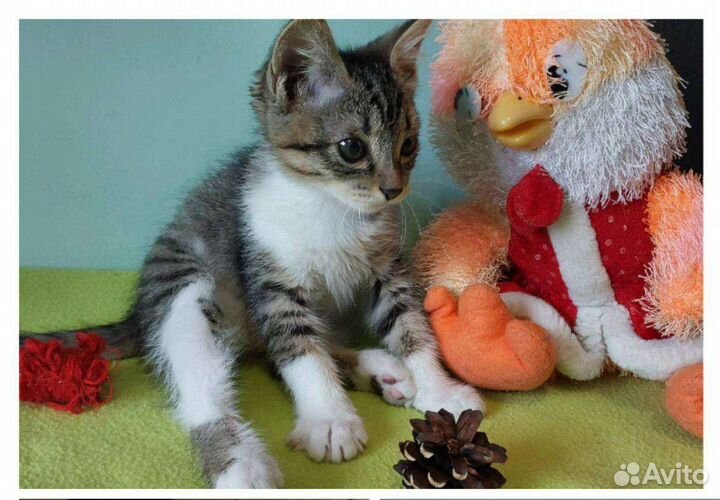 Котëнок