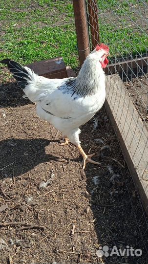 Утята кряквы (подсадной утки) вывод от 30.05