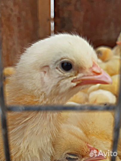 Домашняя птица