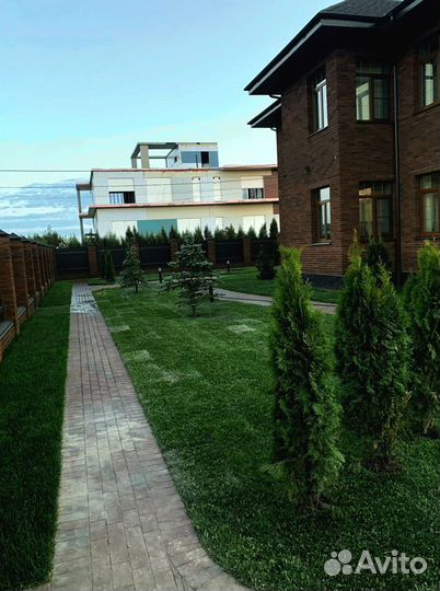 Рулонный газон