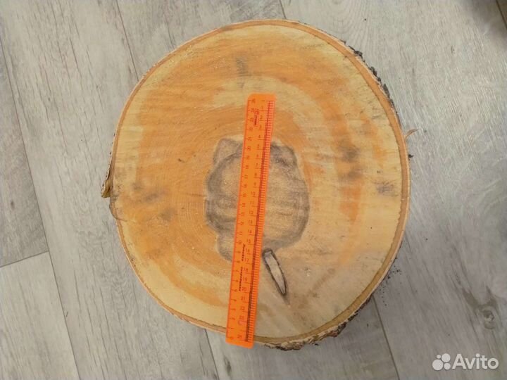 Спилы березы