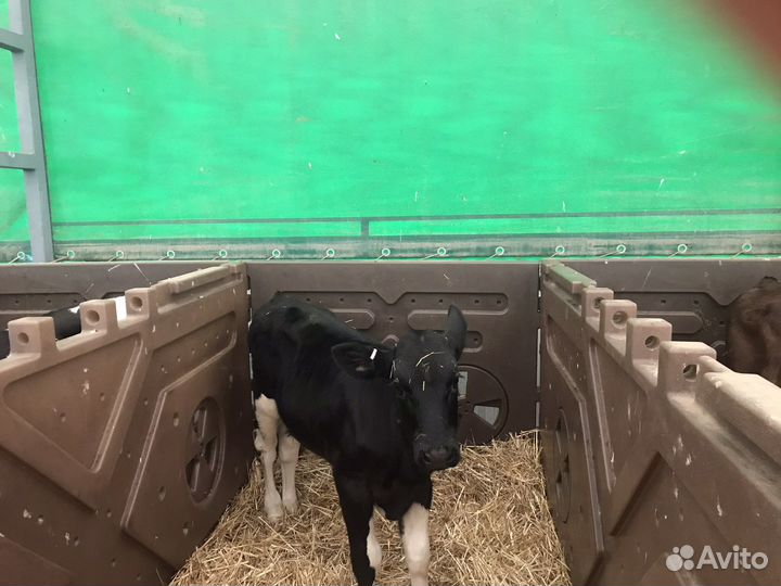 Бычки на откорм