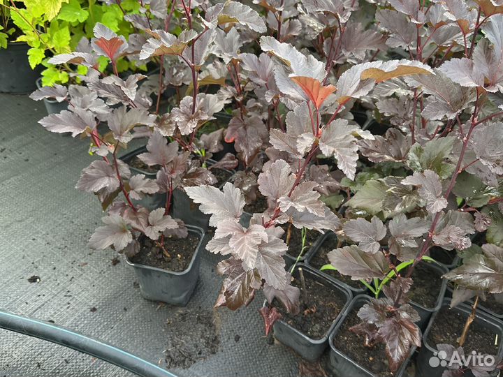 Пузыреплодник ред Барон