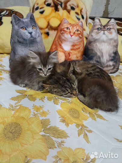 Кошка с котятами