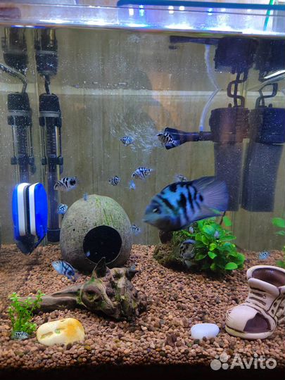 Сапфировый попугай мальки