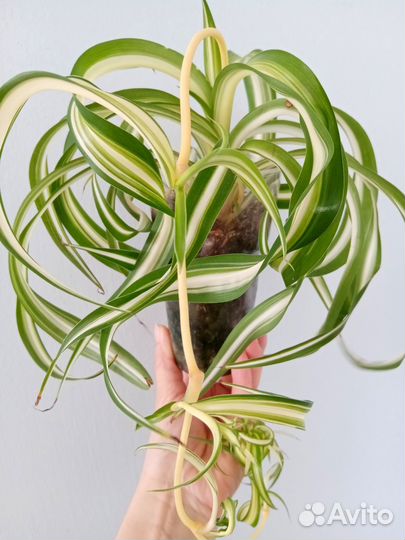 Хлорофитум Бонни кудрявый