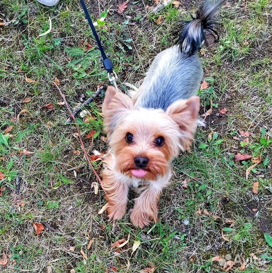 Йоркширский терьер(Вязка)