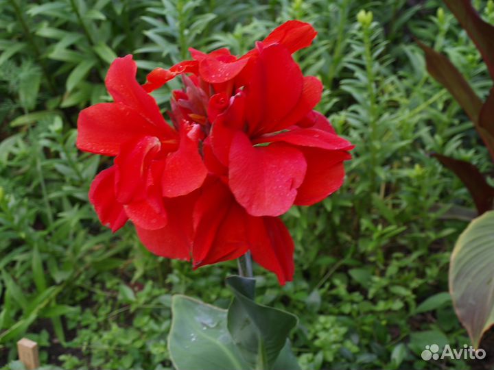 Многолетние растения