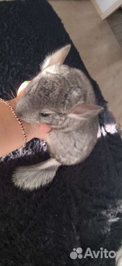 Домашние животные