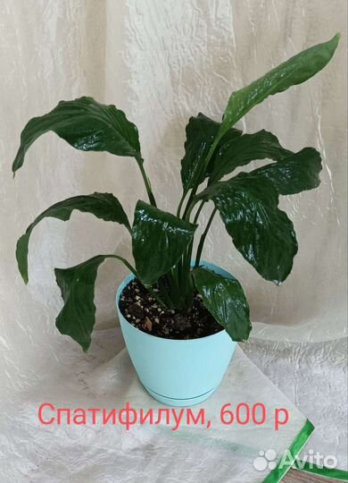 Спатифиллум, Антуриум