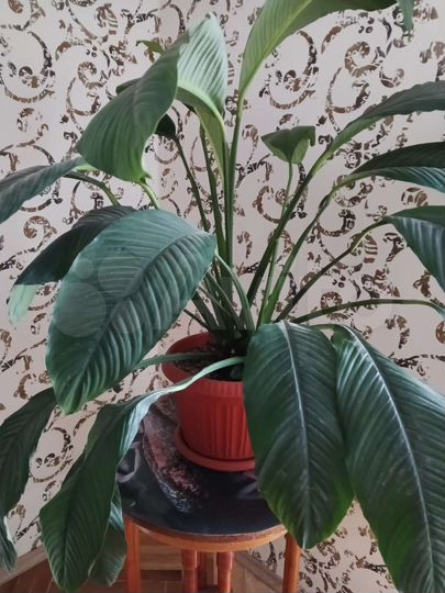 1-к. квартира, 40 м², 5/16 эт.