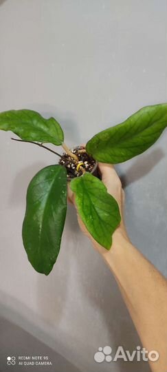 Хойи с красивым листом