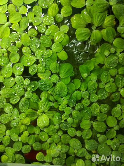 Нимфея тигровая красная, Пистия