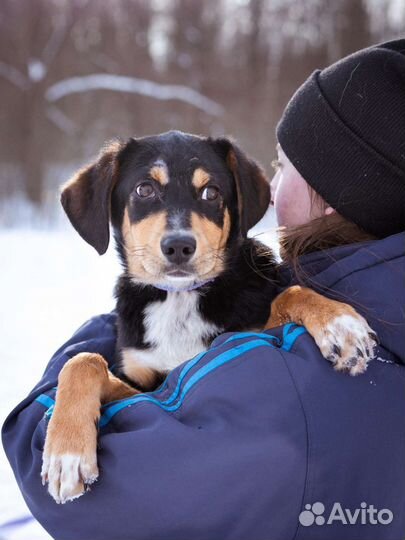 Невероятный Дени почти зенненхунд щенок
