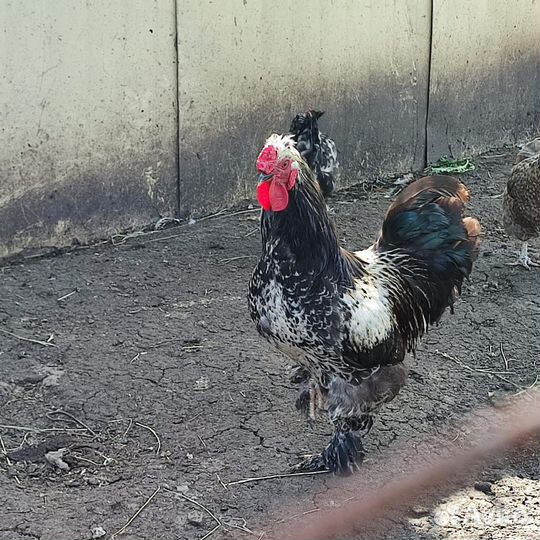 Павловский петух