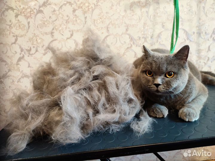 Стрижка собак и кошек