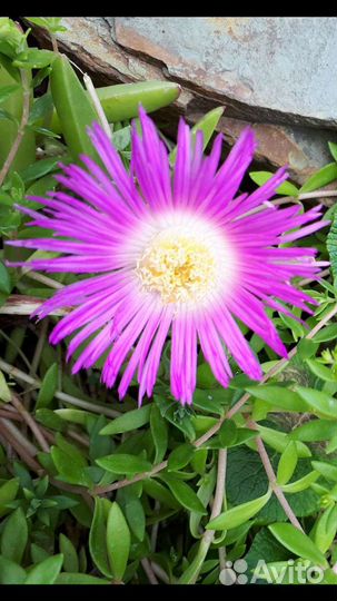 Карпобротус