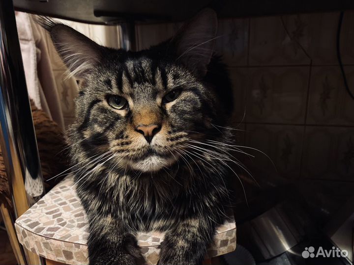 Мейн-кун котик приглашает кошечку для вязки