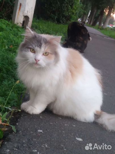 Персидская кошка в добрые руки