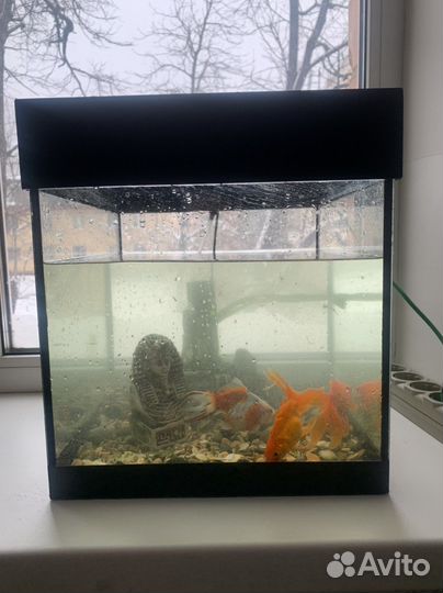 Аквариум