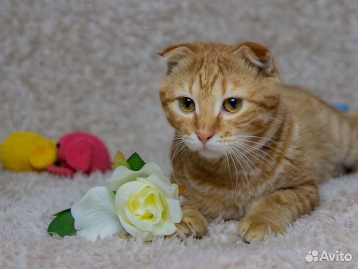 Вислоухий котик 7 мес метис Скоттиш