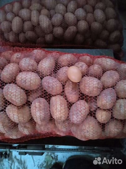 Продам картофель