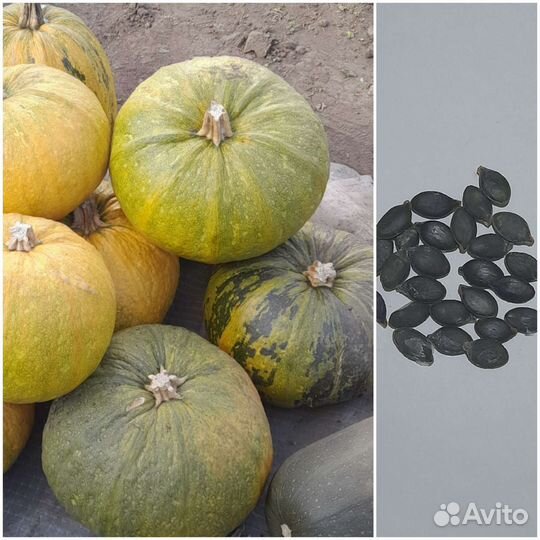 Семена тыквы голосемянной
