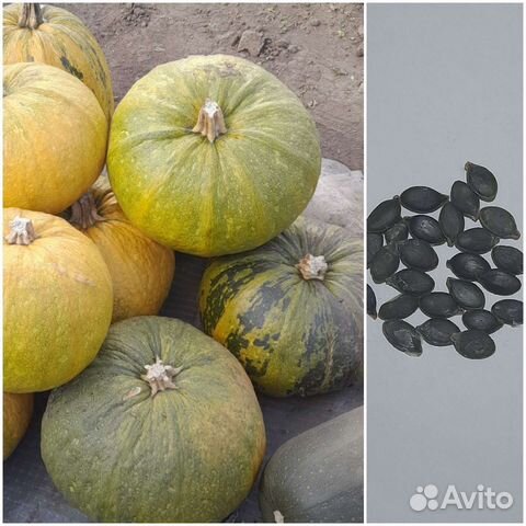 Семена тыквы голосемянной