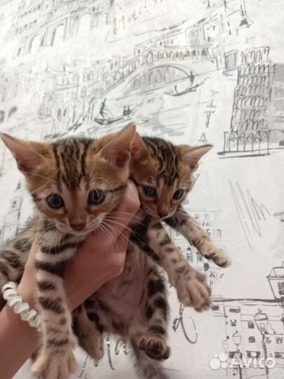 Котята бенгальские
