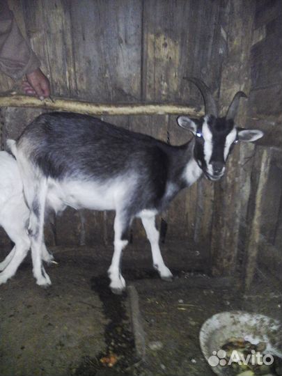 Молодые козы и козлы