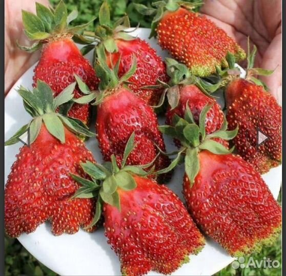 Рассада клубники купчиха