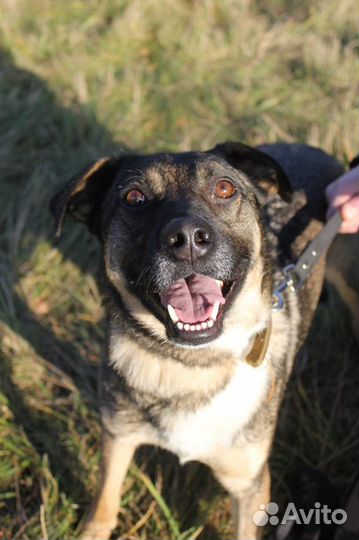 Добби-задорный, молодой песик ищет дом