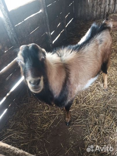 Козел на племя