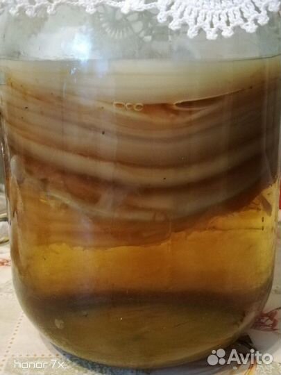 Чайный гриб вместе С банкой