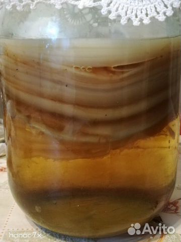 Чайный гриб вместе С банкой