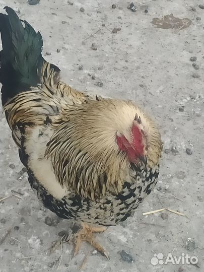 Молодые петухи