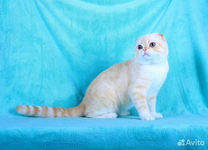 Котята хайленд фолд