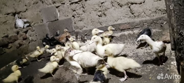 Утята месячные