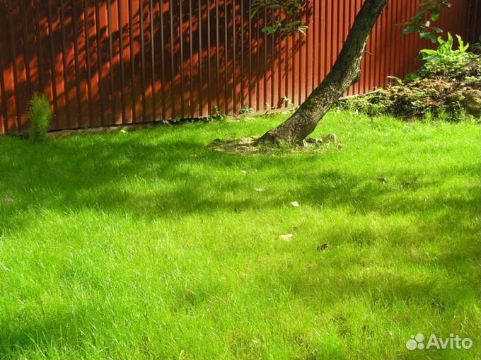 Семена газонной травы (Дания) playground