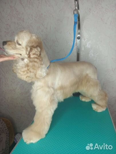 Грумер,стрижка собак, кошек, гигиена, линька